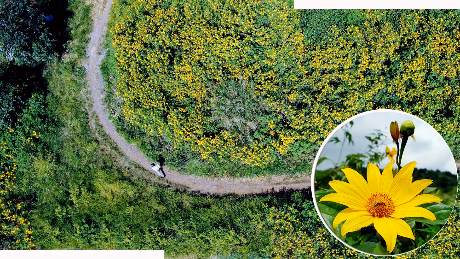 Điều đặc biệt, lễ khai mạc Festival Hoa Đà Lạt lần thứ 10 năm 2024 diễn ra tối 5/12, “hoa dã quỳ” được chọn làm hình tượng nghệ thuật và âm nhạc để thể hiện tư tưởng chủ đạo về ý chí vượt qua khó khăn, khát vọng vươn lên của vùng đất phía nam Tây Nguyên - Lâm Đồng.