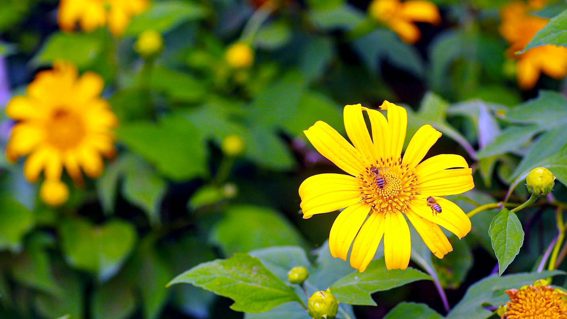 Dã quỳ, nhiều người gọi là cúc quỳ; riêng tên sơn quỳ, hướng dương dại... nghe lạ lắm, nhưng cũng để chỉ loài hoa dại sắc vàng này. Khi dã quỳ bung cánh, người ta nhận biết Tây Nguyên vào mùa khô. Dã quỳ, nhiều người gọi là cúc quỳ; riêng tên sơn quỳ, hướng dương dại... nghe lạ lắm, nhưng cũng để chỉ loài hoa dại sắc vàng này. Khi dã quỳ bung cánh, người ta nhận biết Tây Nguyên vào mùa khô.