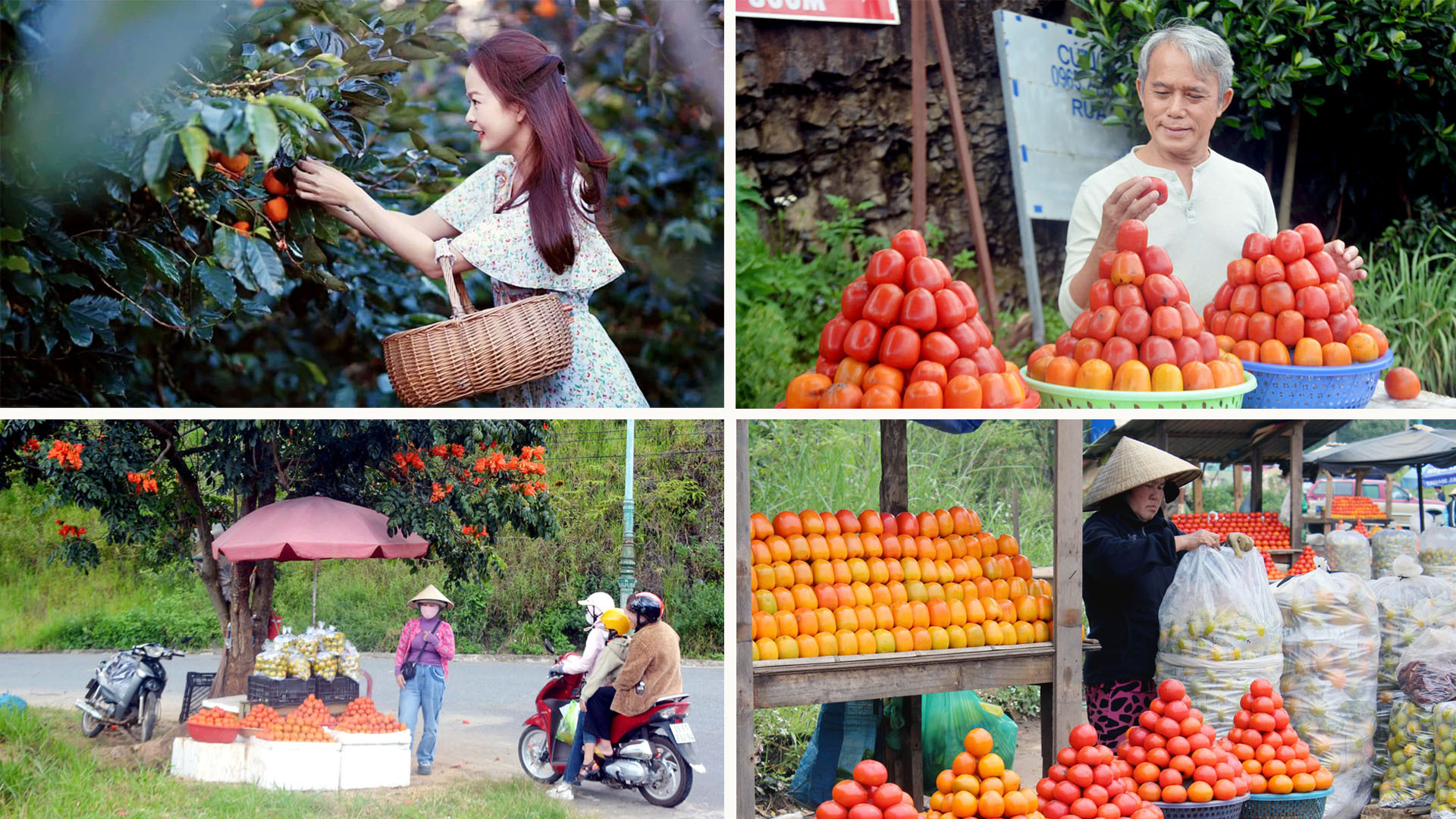 "Hồng Đà Lạt" đã được cấp quyền nhãn hiệu sản phẩm đặc trưng. Gác lại những mùa hồng thăng trầm trong quá khứ; hôm nay, loài cây gắn bó với nhiều nông phu Đà Lạt đã tìm thấy vị thế của loại trái cây đặc sản của phố núi. "Hồng Đà Lạt" đã được cấp quyền nhãn hiệu sản phẩm đặc trưng. Gác lại những mùa hồng thăng trầm trong quá khứ; hôm nay, loài cây gắn bó với nhiều nông phu Đà Lạt đã tìm thấy vị thế của loại trái cây đặc sản của phố núi.