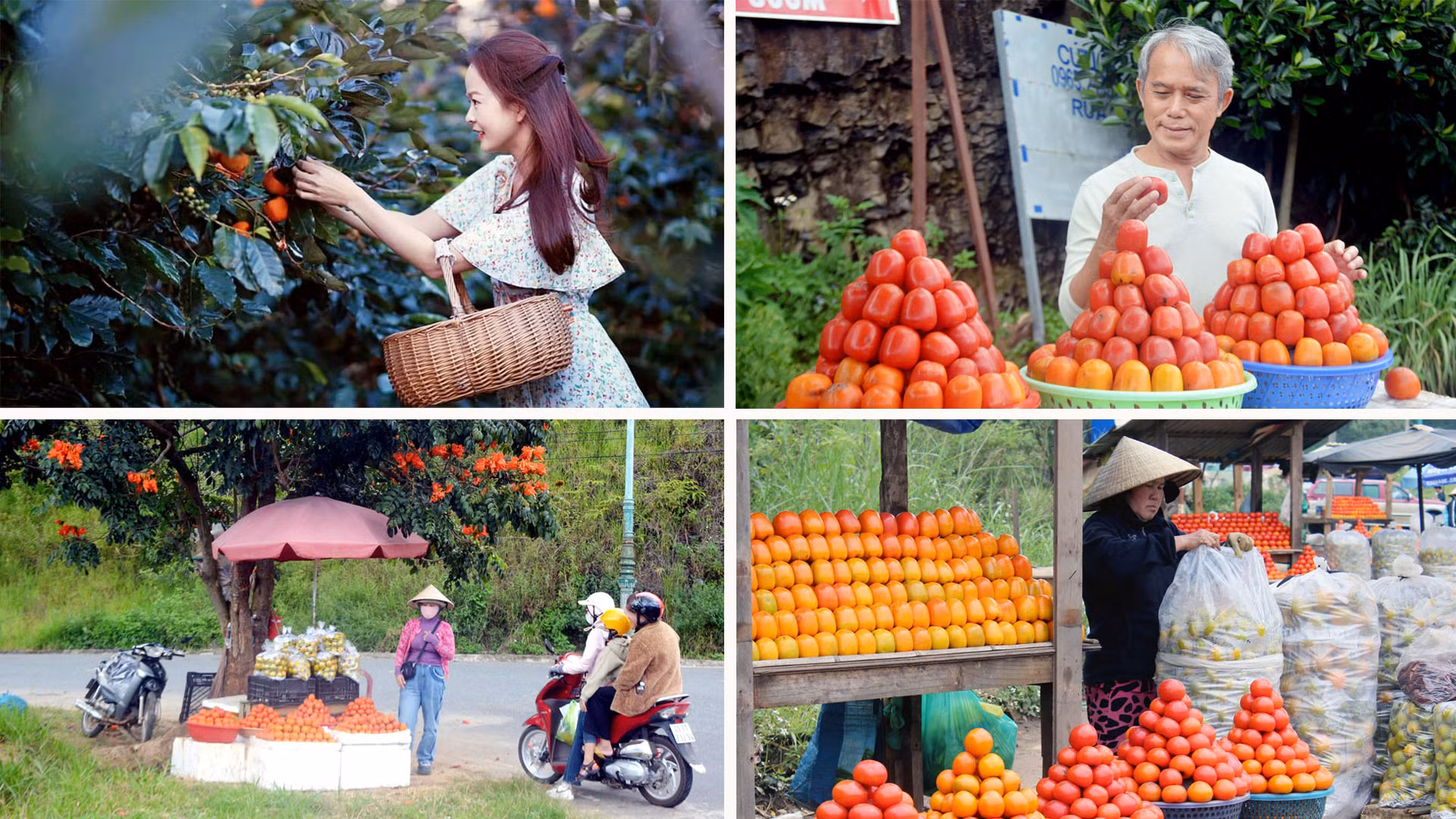 "Hồng Đà Lạt" đã được cấp quyền nhãn hiệu sản phẩm đặc trưng. Gác lại những mùa hồng thăng trầm trong quá khứ; hôm nay, loài cây gắn bó với nhiều nông phu Đà Lạt đã tìm thấy vị thế của loại trái cây đặc sản của phố núi. "Hồng Đà Lạt" đã được cấp quyền nhãn hiệu sản phẩm đặc trưng. Gác lại những mùa hồng thăng trầm trong quá khứ; hôm nay, loài cây gắn bó với nhiều nông phu Đà Lạt đã tìm thấy vị thế của loại trái cây đặc sản của phố núi.