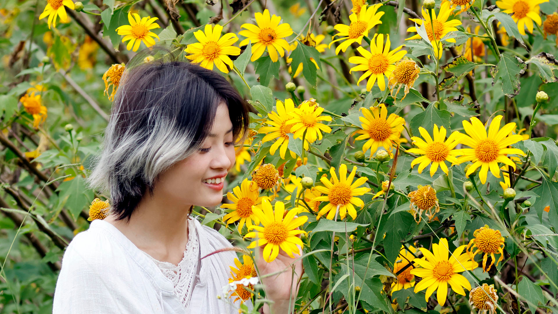 Mùa này, Đà Lạt không ở phố, nắng như đủ nắng, gió như đủ gió... mơn man đung đưa những khóm hoa vàng. Mùa này, miền cao nguyên Langbiang, cao nguyên Di Linh và xứ B'Lao... rạo rực như lời hò hẹn. Mùa này, Đà Lạt không ở phố, nắng như đủ nắng, gió như đủ gió... mơn man đung đưa những khóm hoa vàng. Mùa này, miền cao nguyên Langbiang, cao nguyên Di Linh và xứ B'Lao... rạo rực như lời hò hẹn.