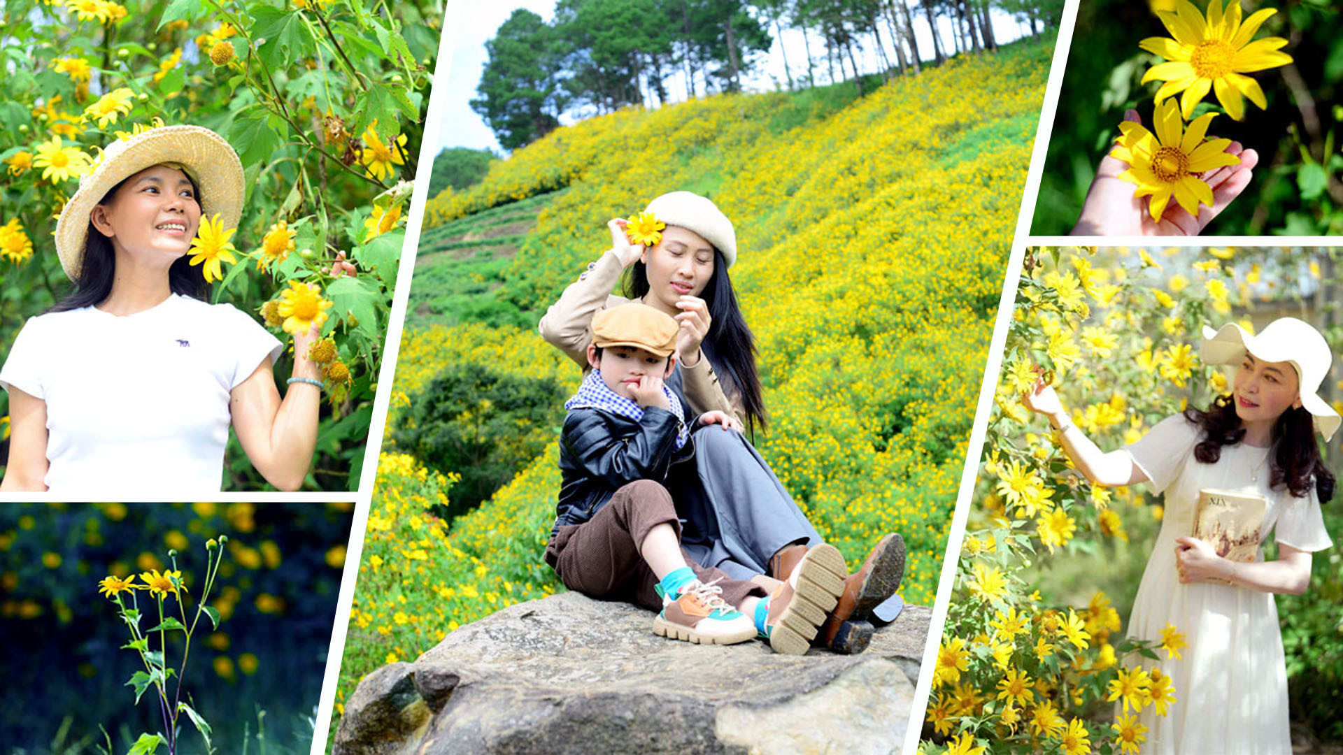 Hoa dã quỳ (cúc quỳ) được nhiều người ví là “hoa báo đông”, hay hoa báo chuyển mùa nắng lạnh, bởi khi những cơn mưa tạm xa phố núi Đà Lạt, ngọn gió đầu đông tràn về, dã quỳ bắt đầu trổ sắc vàng dung dị. Hoa dã quỳ (cúc quỳ) được nhiều người ví là “hoa báo đông”, hay hoa báo chuyển mùa nắng lạnh, bởi khi những cơn mưa tạm xa phố núi Đà Lạt, ngọn gió đầu đông tràn về, dã quỳ bắt đầu trổ sắc vàng dung dị.