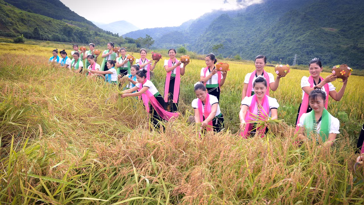 Những khoanh ruộng nếp đẹp nhất được các cô gái Thái cắt cườm (bông lúa) về dâng cúng và làm cốm.