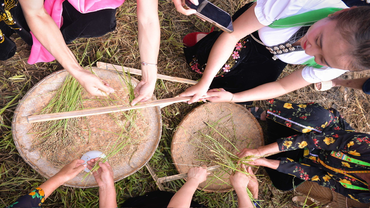 Lúa được nướng chín sẽ được tuốt bằng phương pháp thủ công trước khi đem vào giã thành cốm.