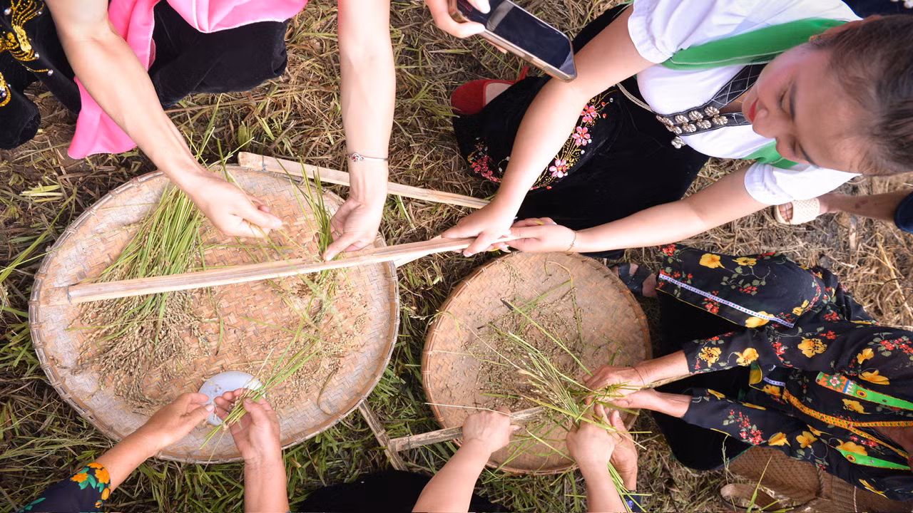 Lúa được nướng chín sẽ được tuốt bằng phương pháp thủ công trước khi đem vào giã thành cốm.