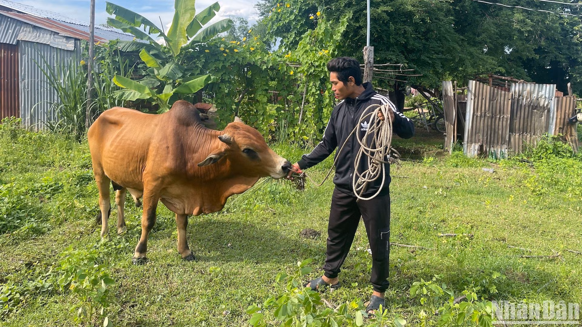 Nông dân được vay vốn mua bò.