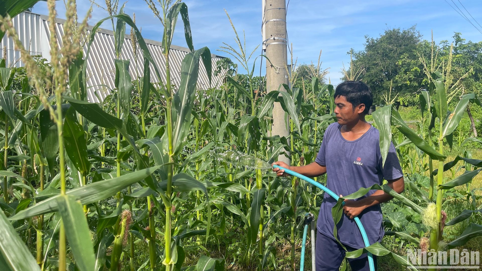 Nông dân huyện Hàm Thuận Nam được vay vốn mua giống trồng bắp.