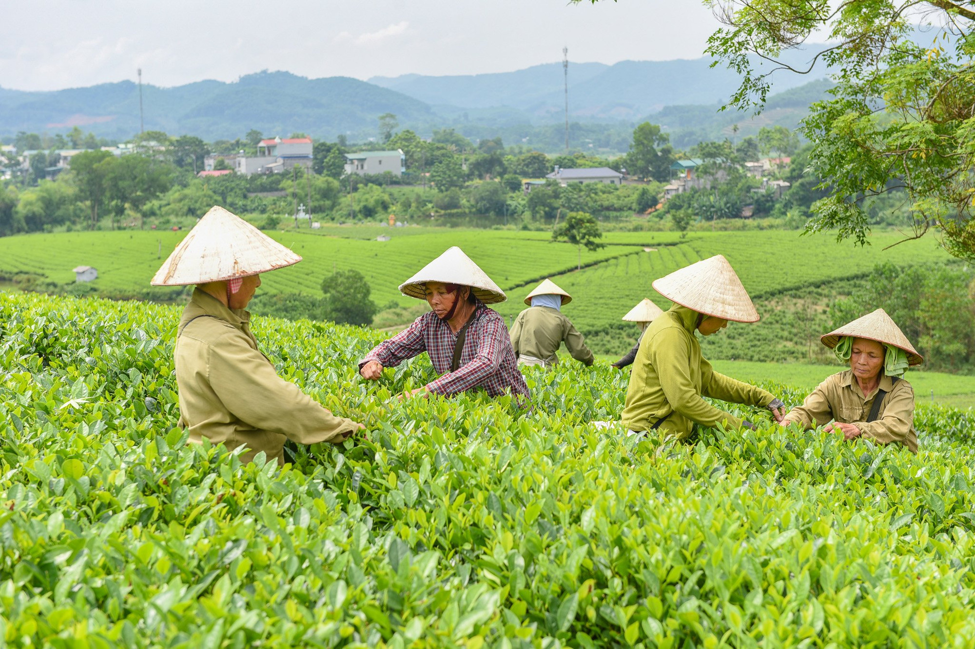 Chương trình OCOP góp phần tạo việc làm ổn định, tăng thu nhập cho người lao động tại địa phương. (Ảnh: ĐỨC THẮNG)