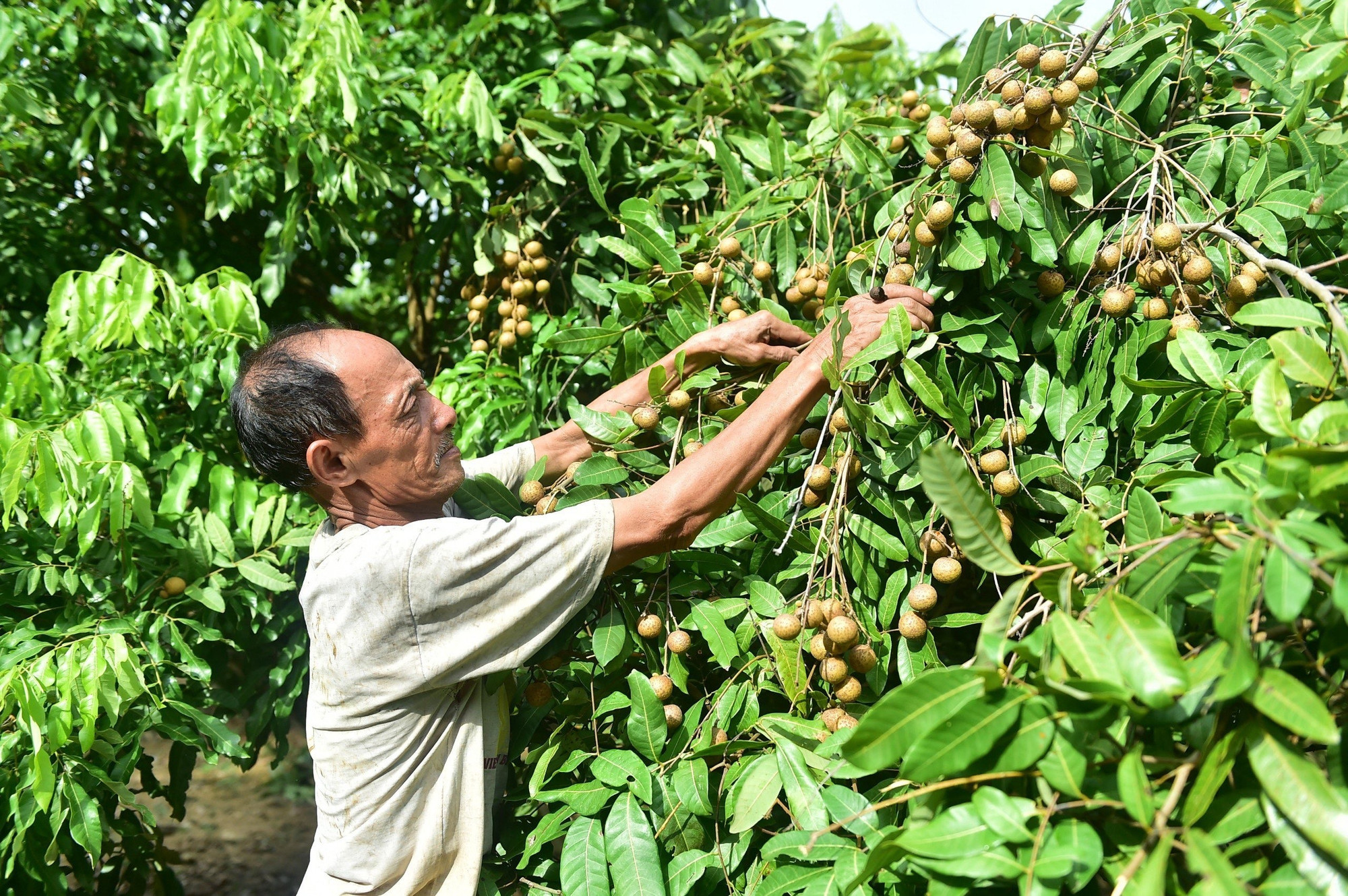 Nhiều chính sách hỗ trợ phát triển sản xuất nông, lâm nghiệp, thủy sản hàng hóa, sản phẩm OCOP và xây dựng nông thôn mới đã được triển khai trên địa bàn tỉnh Tuyên Quang. (Ảnh: ĐỨC THẮNG)