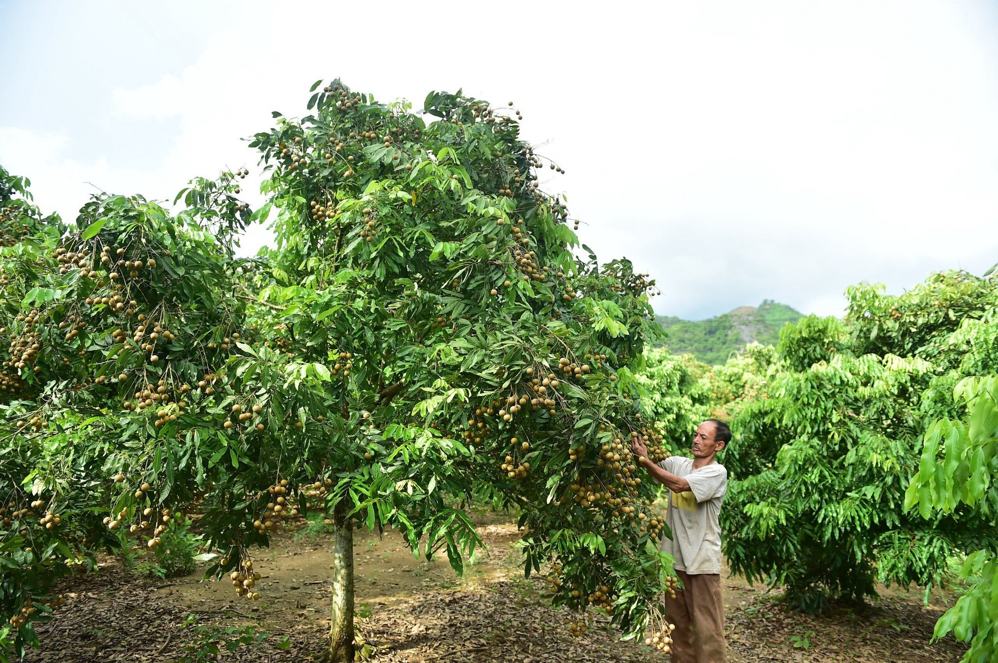 Ảnh: ĐỨC THẮNG.