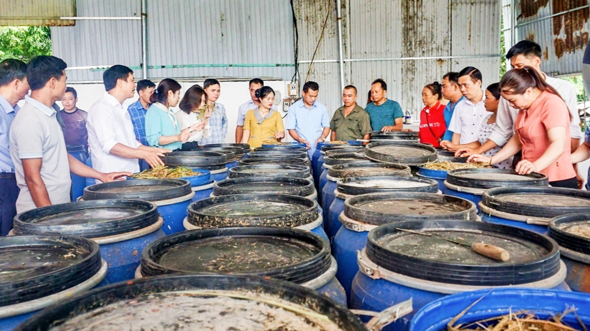 Thức ăn cho bò được ủ chua để bảo quản, dự trữ lâu dài