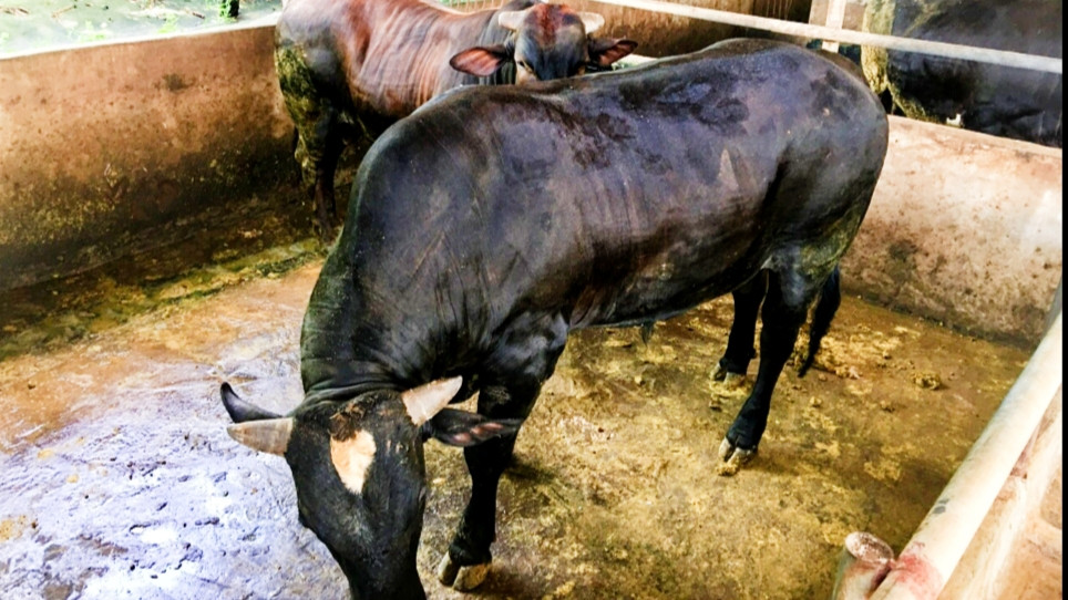 Mỗi con bò có thể trạng tốt, tầm vóc cao lớn có thể tăng trọng gần 2kg/ngày