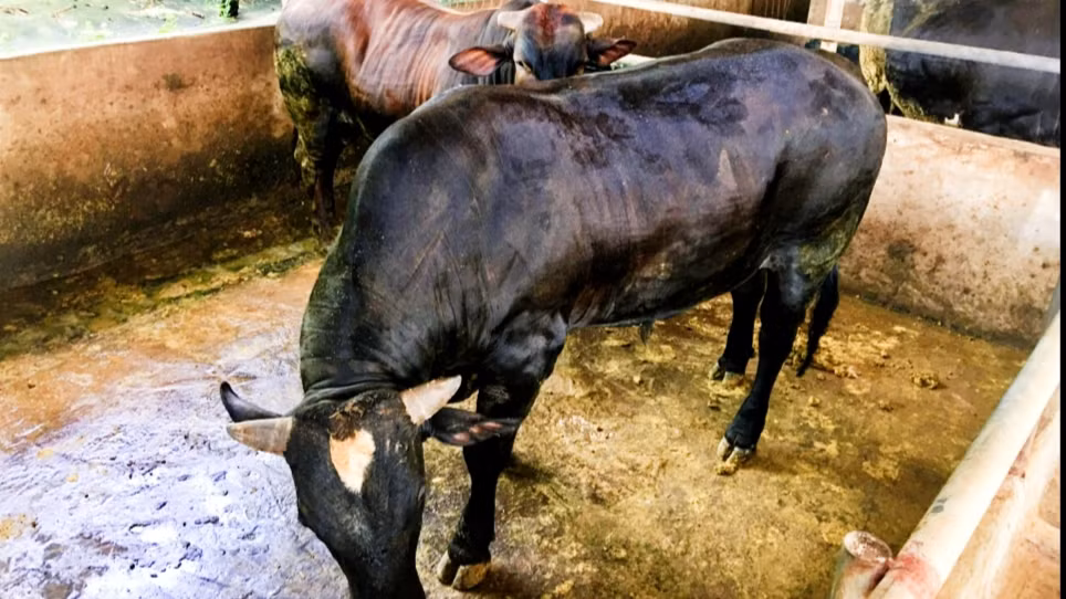 Mỗi con bò có thể trạng tốt, tầm vóc cao lớn có thể tăng trọng gần 2kg/ngày