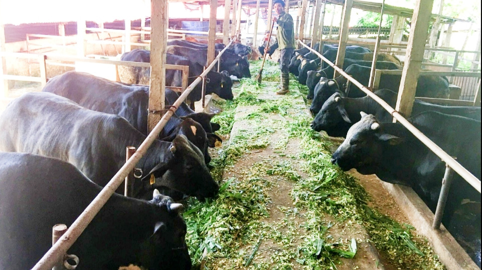 Mô hình chăn nuôi bò tuần hoàn ở xóm Phú Xuân, xã Nga My, huyện Phú Bình có hiệu quả kinh tế cao đang được nhân rộng