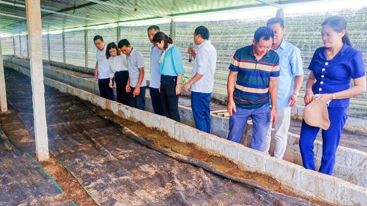 Chất thải của bò được dùng để nuôi giun quế làm thức ăn cho gà, vịt, cá, nuôi lợn. Chất thải sau khi nuôi giun quế dùng làm phân bón