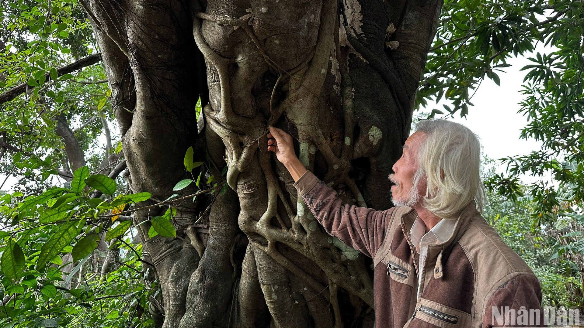 Cụ Hà Di, 70 tuổi, bên gốc duối cổ thụ hàng trăm năm tuổi trong rừng. (Ảnh: ANH ĐÀO)
