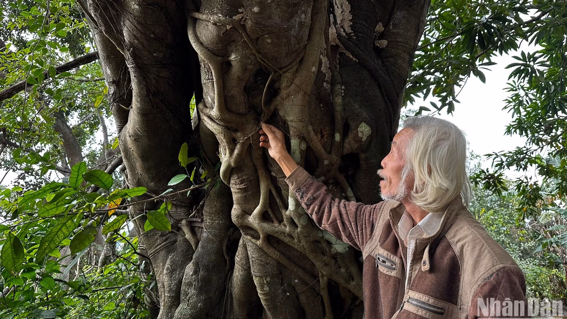 Cụ Hà Di, 70 tuổi, bên gốc duối cổ thụ hàng trăm năm tuổi trong rừng. (Ảnh: ANH ĐÀO)