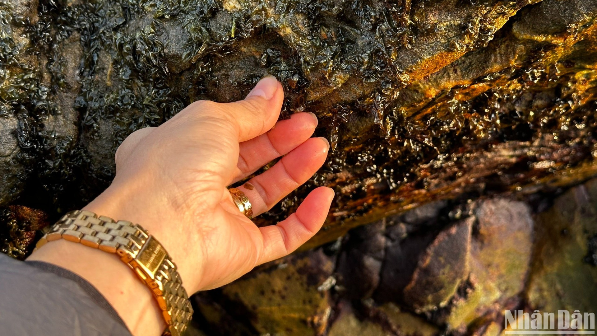 Rong mứt mọc lẫn trên các hòn đá rêu, muốn hái được loài rau đặc biệt này, người dân địa phương phải ra biển từ rất sớm, chờ thủy triều xuống để nhìn thấy từng mảng rong bám đầy trên đá. (Ảnh: ANH ĐÀO)