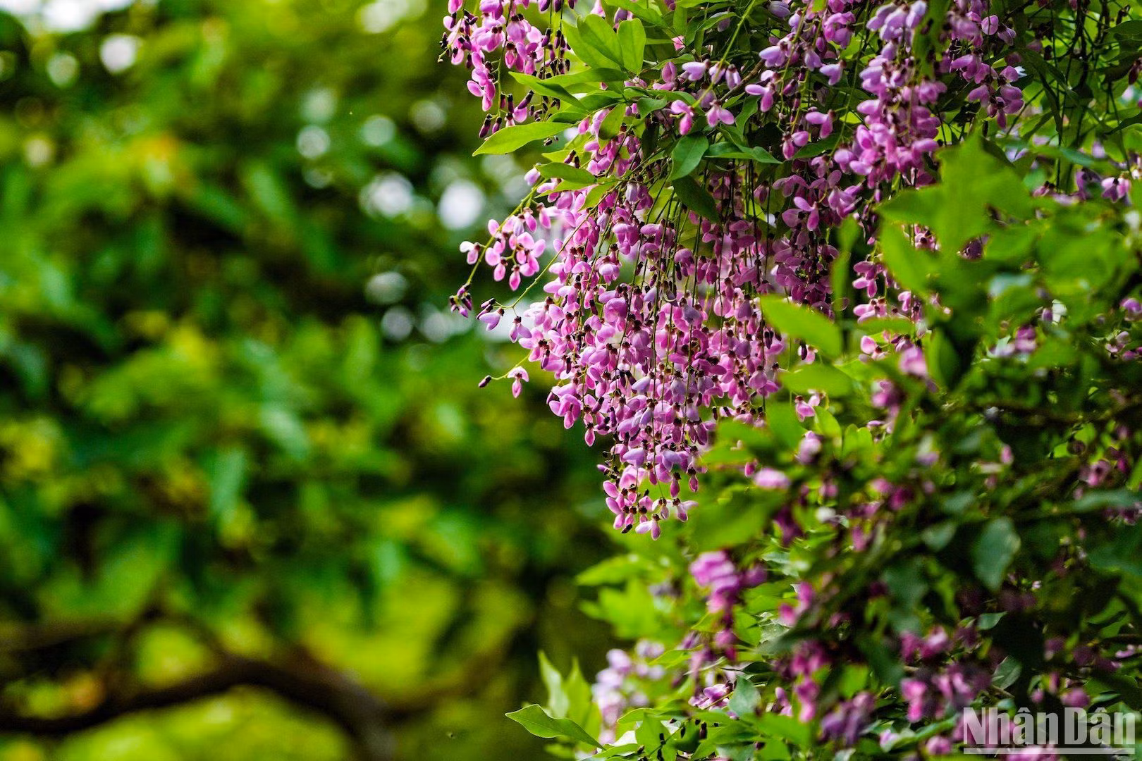 Thiên nhiên đã ban tặng cho Bán đảo Sơn Trà những món quà tuyệt đẹp từ hoa thàn mát. (Ảnh ANH ĐÀO)