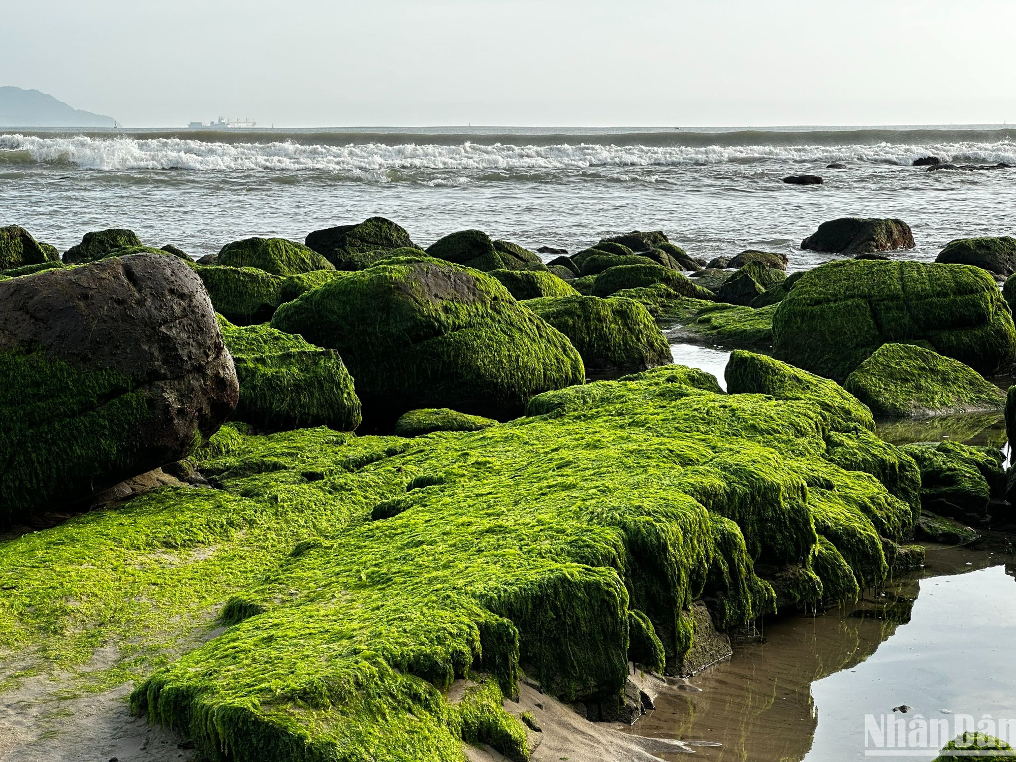 Thảm rêu xanh mướt và hoang sơ lộ ra khi thủy triều vừa xuống. (Ảnh: ANH ĐÀO)