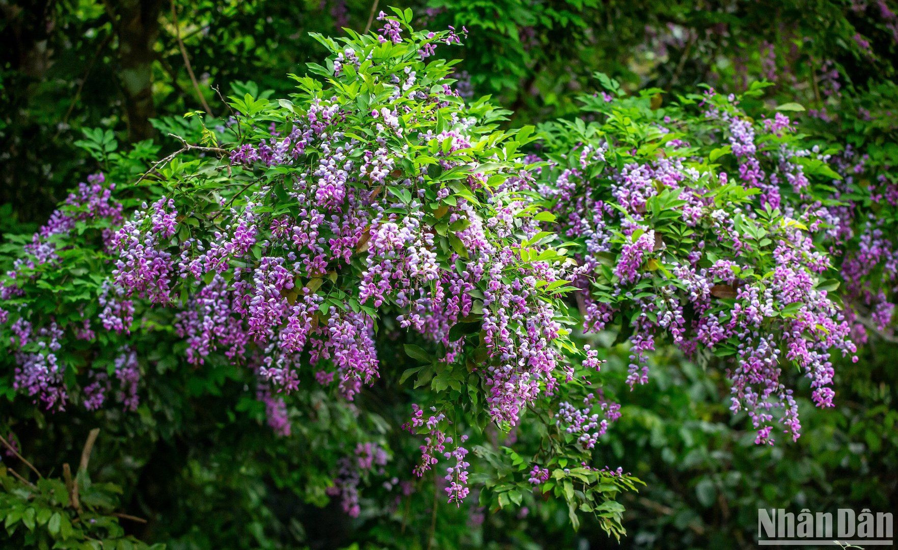 Buổi sáng khi nắng chiếu xuống cánh rừng, sắc hoa thàn mát bừng lên, đẹp nao lòng. (Ảnh ANH ĐÀO)