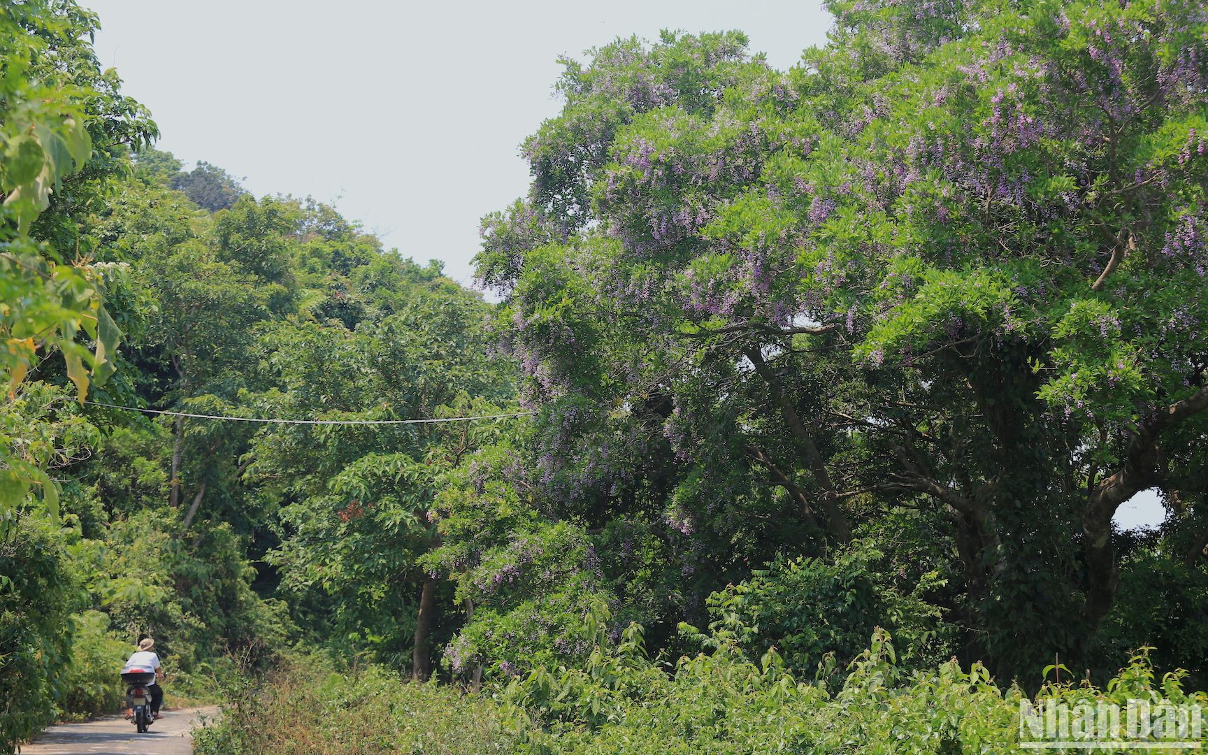 Dọc tuyến đường lên bán đảo, du khách thường bắt gặp hình ảnh những nhiếp ảnh gia chạy theo thời gian để săn được những bức ảnh đẹp của Nữ hoàng linh trưởng Voọc chà vá chân nâu trên hoa thàn mát vào từng thời khắc nhất định trong ngày. (Ảnh ANH ĐÀO)