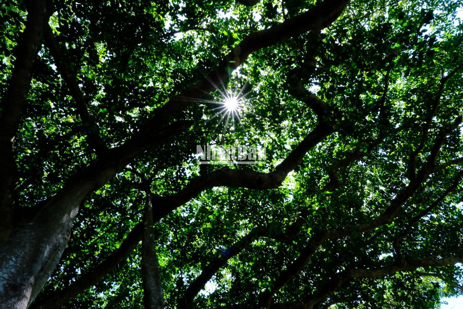 Dưới tán lá đa, ánh mặt trời chiếu rọi. (Ảnh: ANH ĐÀO)