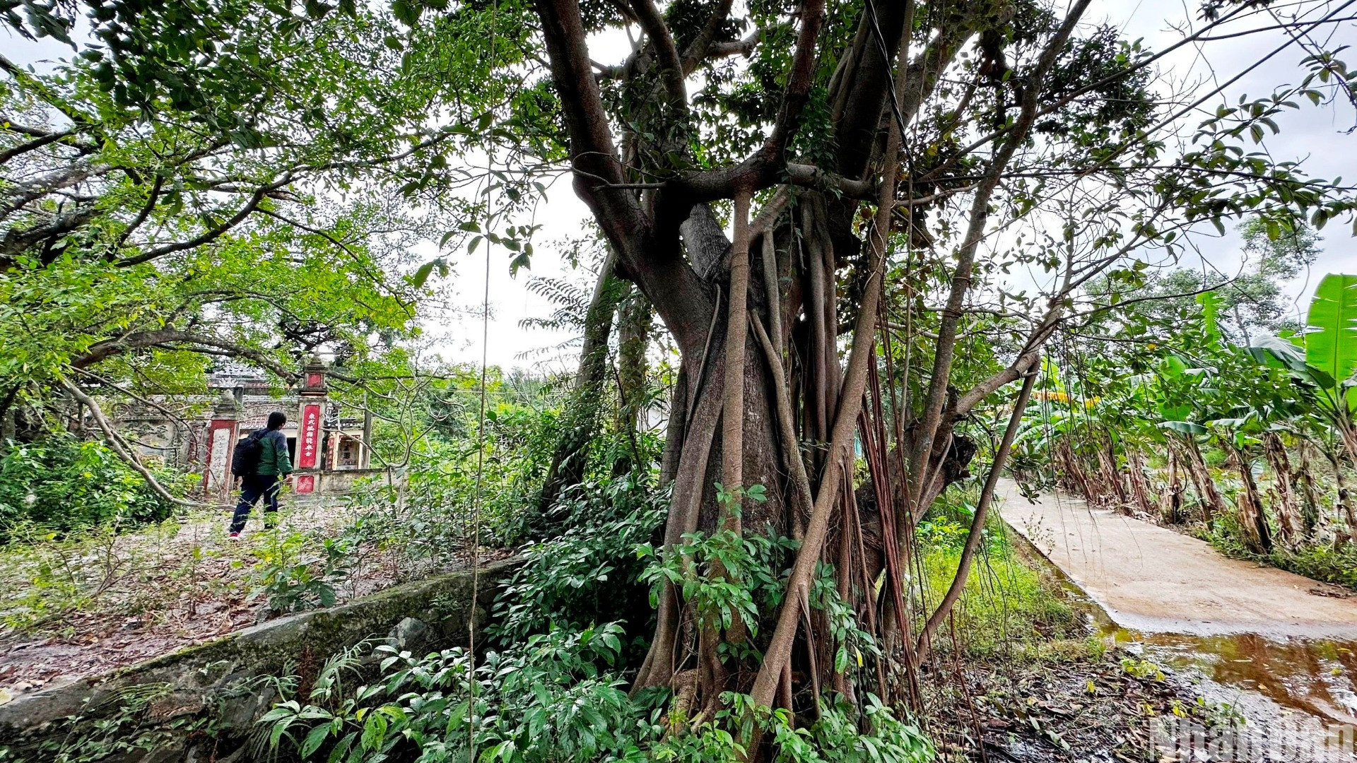 Trong hai cuộc kháng chiến chống Pháp và Mỹ, rừng Trung Sơn là nơi dân làng nuôi giấu cán bộ. Bên trong rừng có 65 hầm, hào, công sự. (Ảnh: ANH ĐÀO)