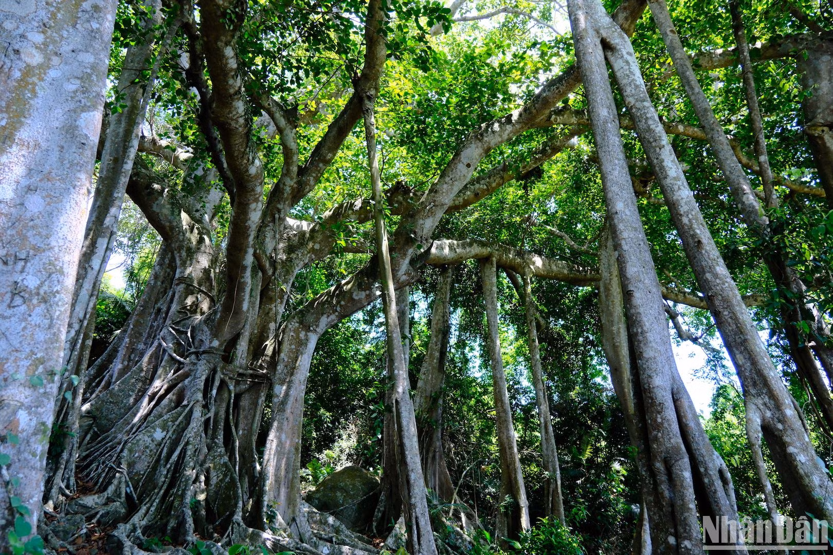 Cây đa di sản Sơn Trà được đánh giá là 1 trong những cây đa có hình dáng hùng vĩ bậc nhất Việt Nam. (Ảnh: ANH ĐÀO)