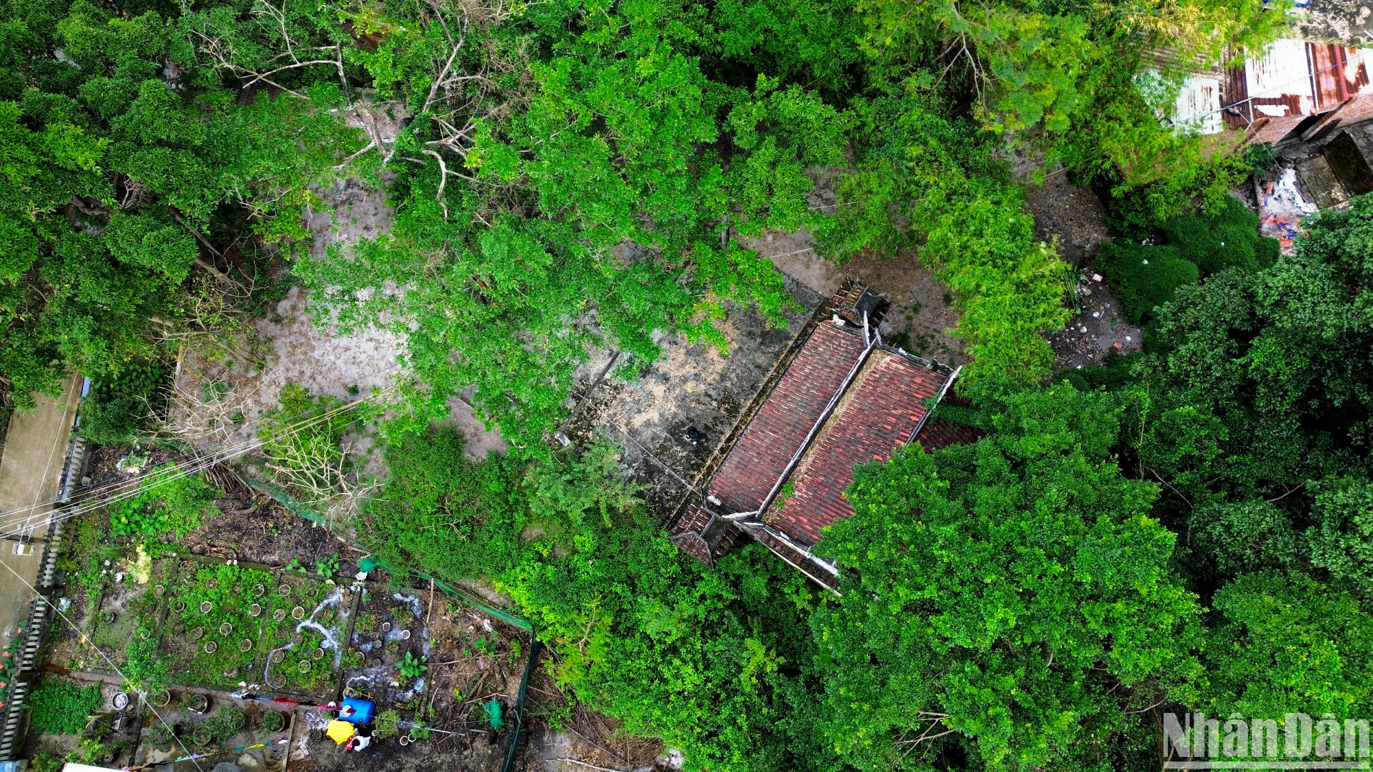 Toàn bộ diện tích rừng Trung Sơn còn lại hiện nay sẽ được chính quyền huyện Hòa Vang khảo sát, lập dự trù kinh phí, xây dựng quy hoạch theo hướng giữ lại, bảo tồn và phát huy giá trị các di tích nằm trong rừng Trung Sơn. (Ảnh: ANH ĐÀO)