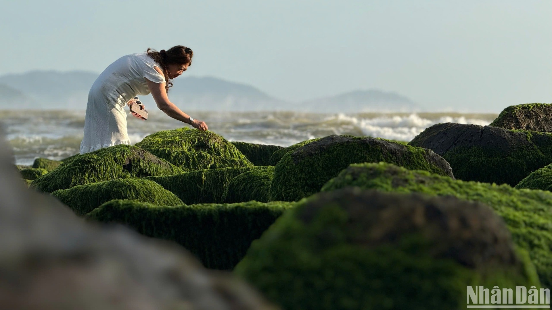 Du khách vừa ngắm rêu xanh vừa tự mình "thu hoạch" rong mứt làm quà trong chuyến du xuân đầu năm. (Ảnh: ANH ĐÀO)