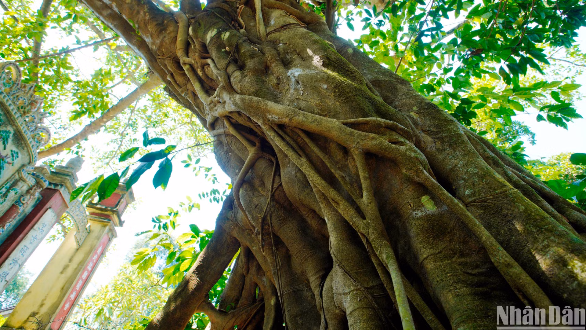 Ngay lối vào đình làng Trung Sơn là cây đa thân xù xì, bộ rễ lớn phủ từ trên cao xuống đất. (Ảnh: ANH ĐÀO)