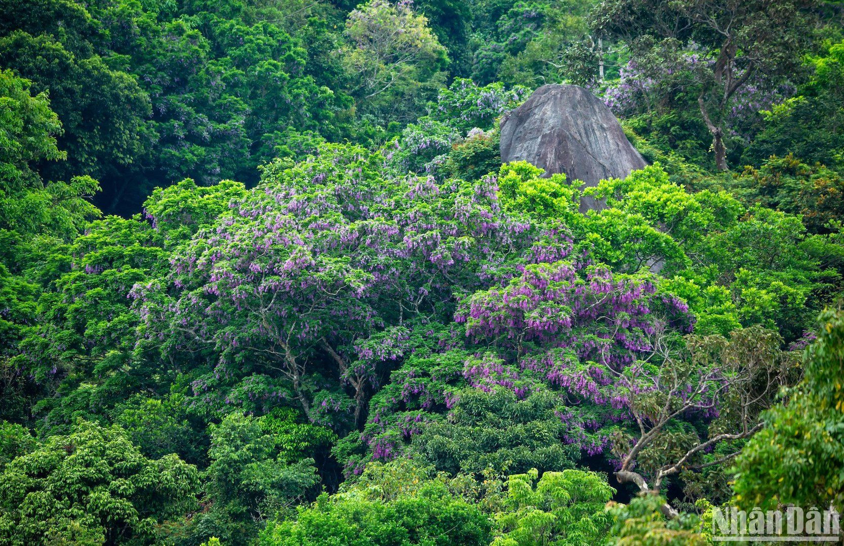Hoa thàn mát nở rộ vào tháng 4, tháng 5 tạo nên cảnh sắc tuyệt đẹp trên những cánh rừng thuộc Bán đảo Sơn Trà, TP Đà Nẵng. (Ảnh ANH ĐÀO