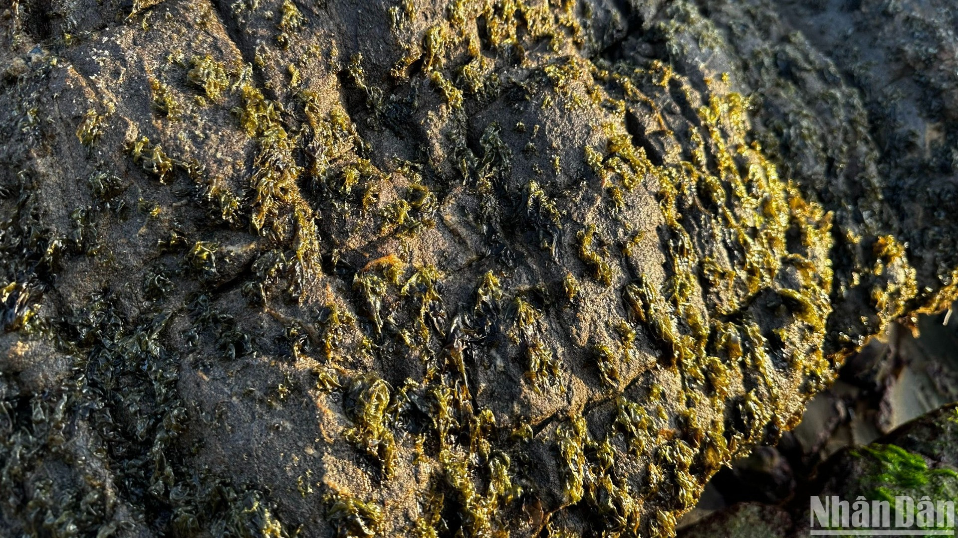 Rong biển bám đầy những mỏm đá - là thức quà biển dành tặng người dân địa phương mỗi độ mùa xuân về. (Ảnh: ANH ĐÀO)