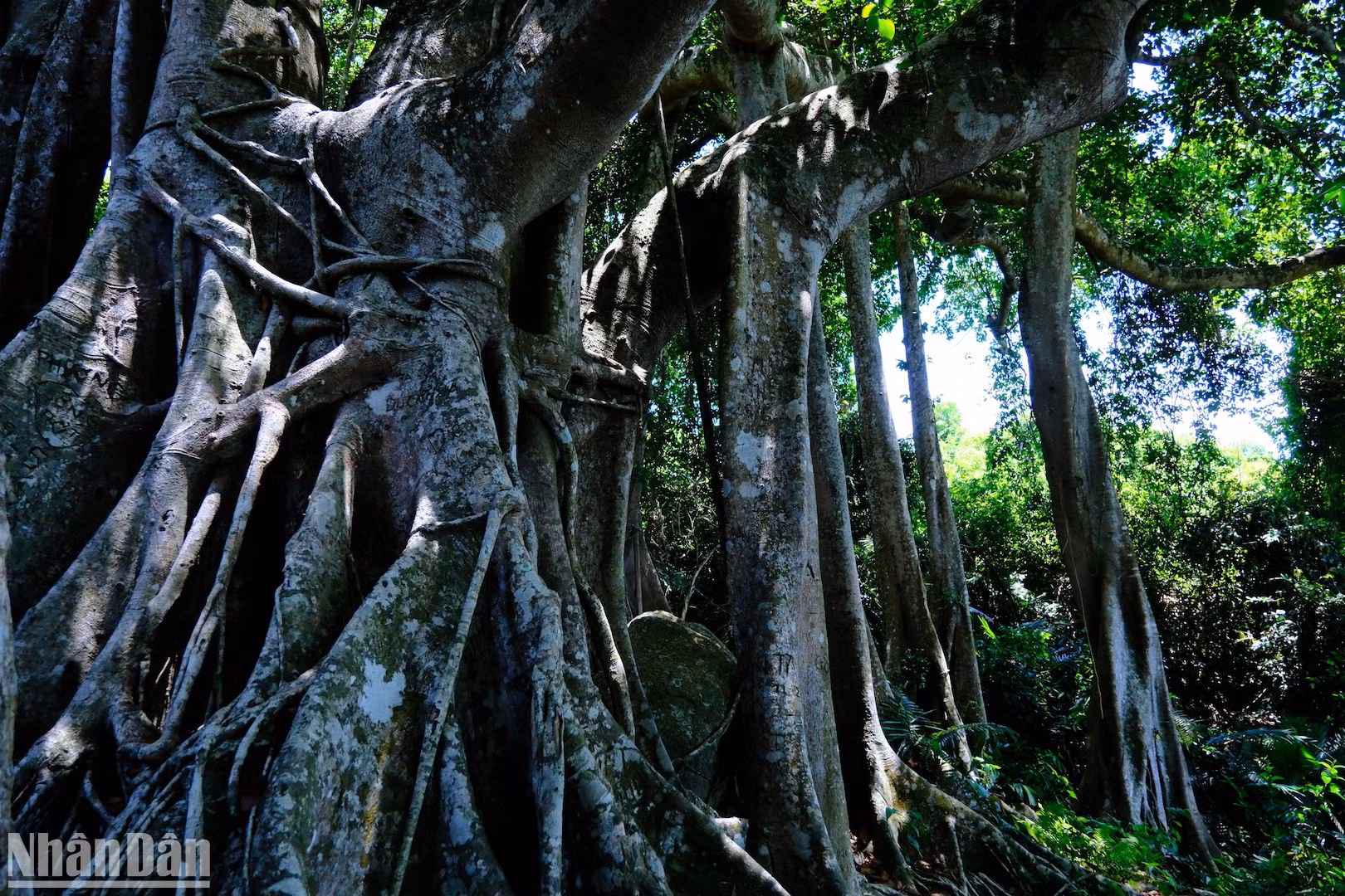 Cây đa Sơn Trà có tên thường gọi là đa núi cao, thuộc họ Dâu Tằm, có chiều cao 22m, có chu vi thân chính và cụm thân phụ dài hơn 85m. (Ảnh: ANH ĐÀO)