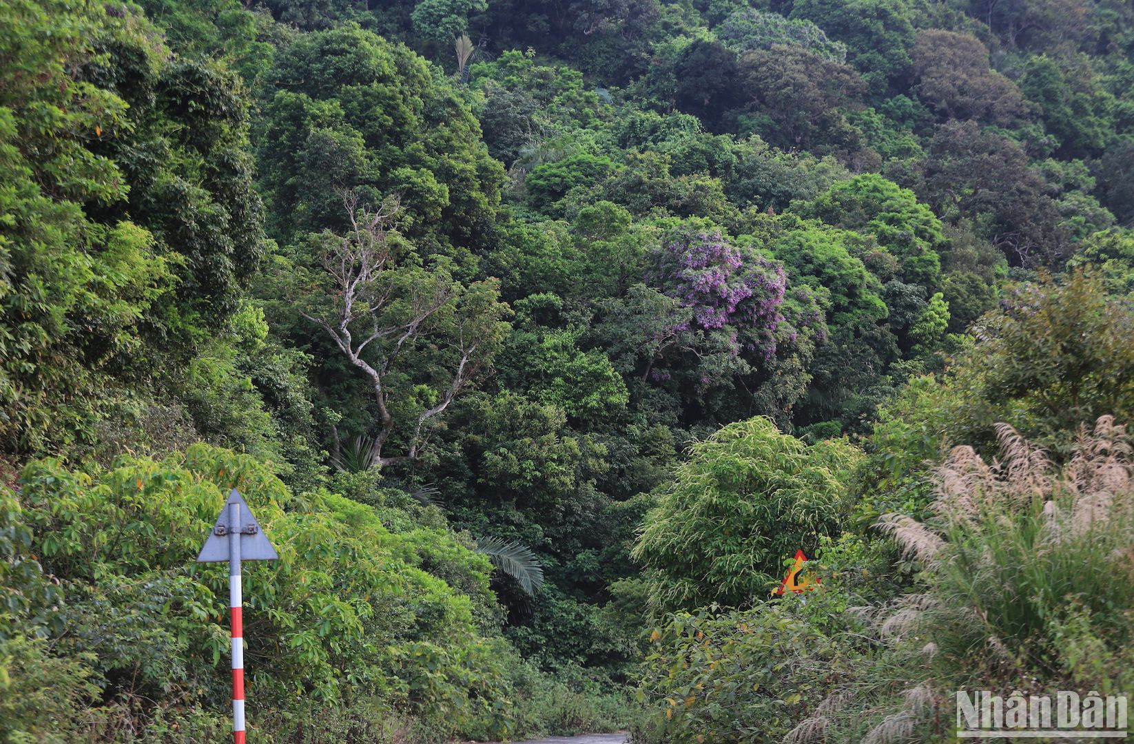 Bán đảo Sơn Trà được mệnh danh là Lá phổi xanh của thành phố biển. (Ảnh ANH ĐÀO)