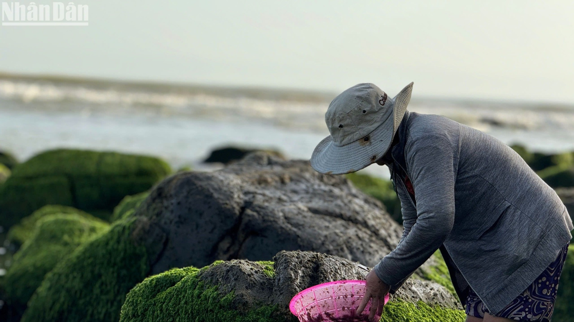 Bà Nguyễn Thị Ba len theo các mỏm đá, dùng vỏ nghêu lớn để cào từng mảng rong mứt bám trên thành đá. Theo bà, rong mứt có nhiều vào trước và sau Tết, mọc lẫn trong các hòn đá rêu. (Ảnh: ANH ĐÀO)