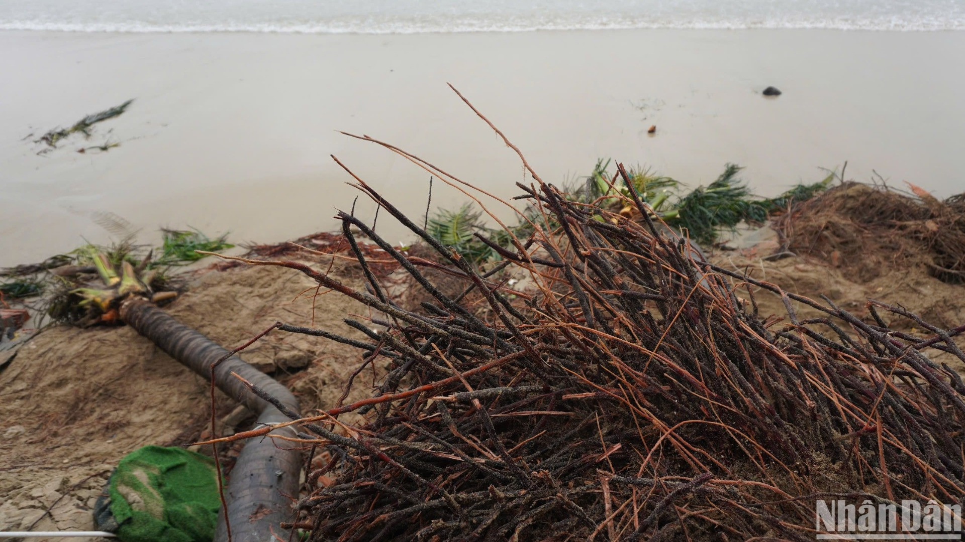 Sóng biển xâm thực sâu vào bờ biển khiến nhiều cây dừa bật gốc. (Ảnh: ANH ĐÀO)