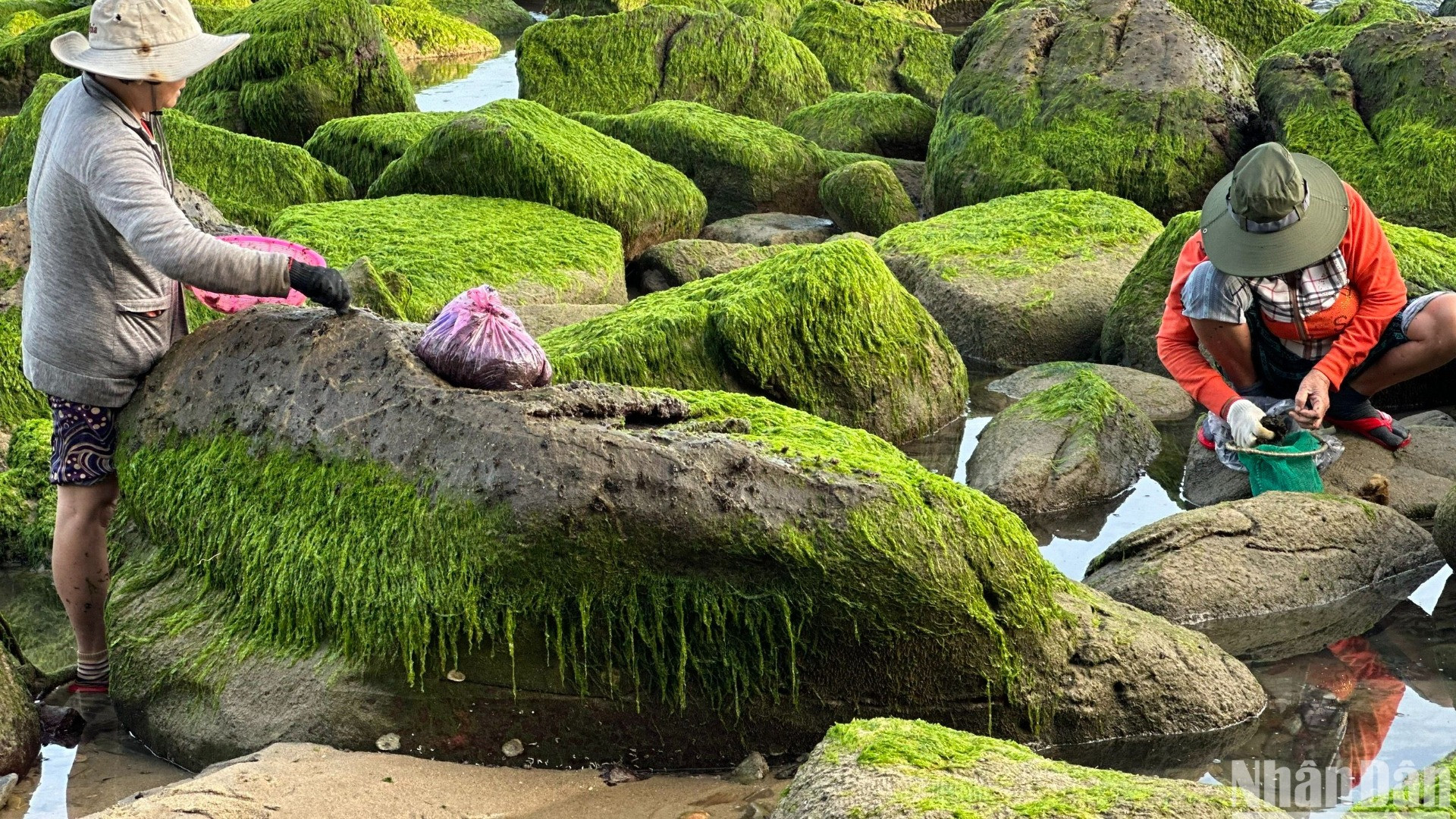 Theo người dân địa phương, 1kg rong mứt tươi bán tại chỗ với giá 150.000 đồng. (Ảnh: ANH ĐÀO)