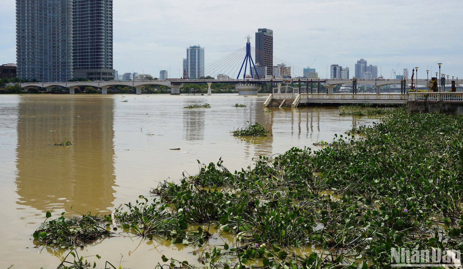 Rác lấp kín mặt sông Hàn đoạn cầu chữ T . (Ảnh: ANH ĐÀO)