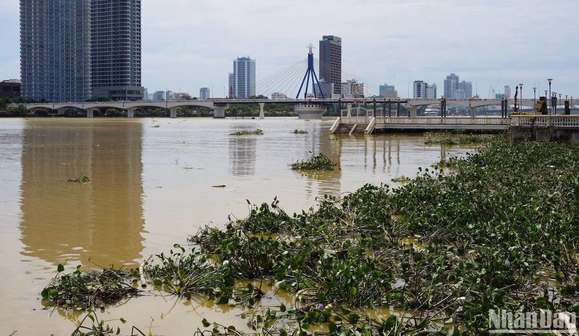 Rác lấp kín mặt sông Hàn đoạn cầu chữ T . (Ảnh: ANH ĐÀO) Rác lấp kín mặt sông Hàn đoạn cầu chữ T . (Ảnh: ANH ĐÀO)