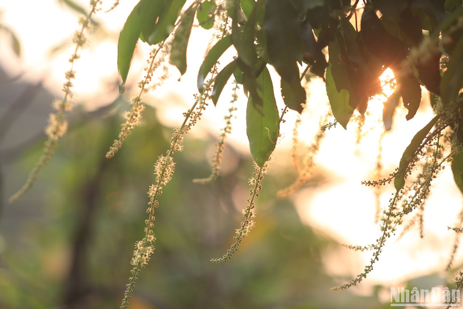 Chiều xuống, nắng xuyên qua những chuỗi hoa trên bán đảo Sơn Trà. (Ảnh ANH ĐÀO)