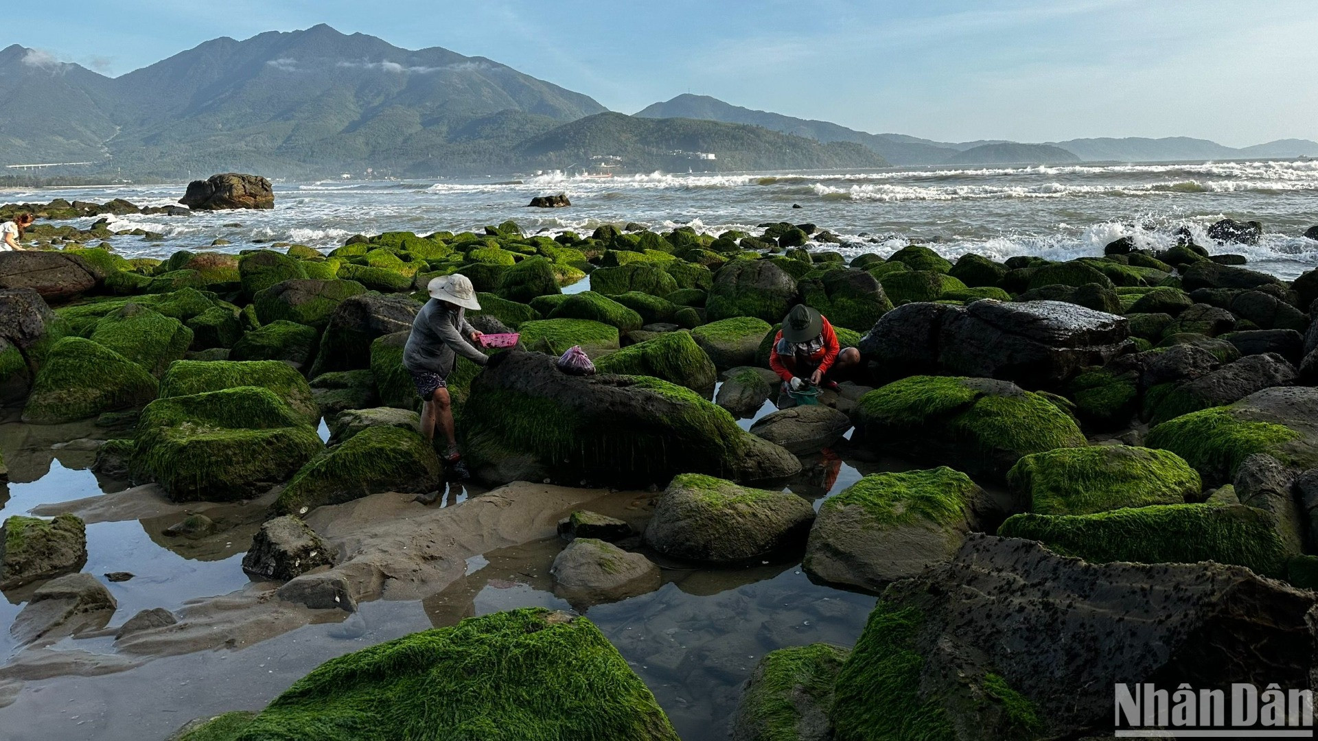 Những người phụ nữ ở làng biển Nam Ô cứ đợi đến mùa rêu xanh, tranh thủ đi hái rong biển kiếm thêm thu nhập. (Ảnh: ANH ĐÀO)