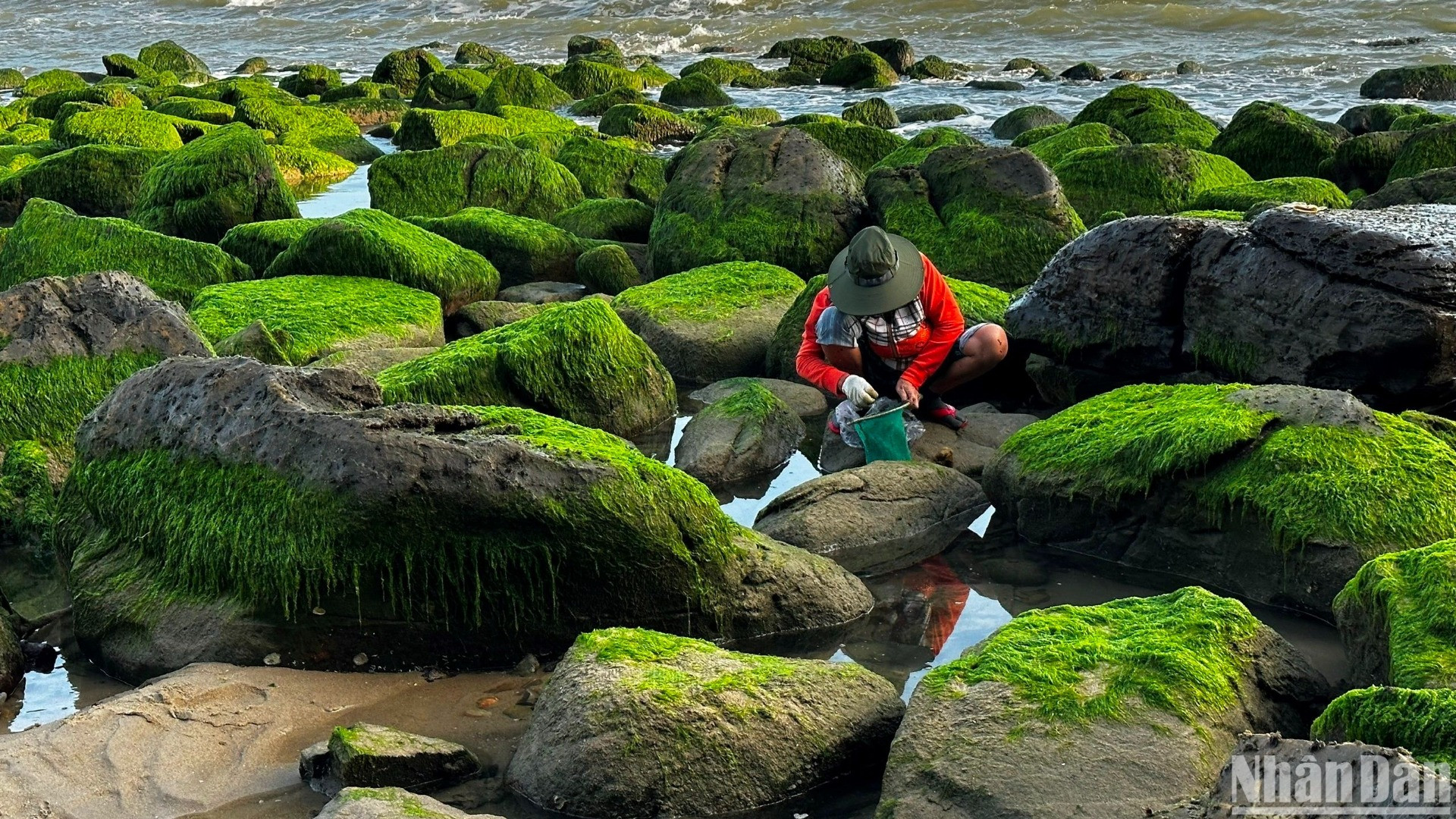 Trong 2-3 tiếng đồng hồ mỗi sáng, mỗi người có thể thu hoạch được 2-3 kg rong mứt và đây là nguồn thu nhập tăng thêm của nhiều phụ nữ làng biển Nam Ô. (Ảnh: ANH ĐÀO)