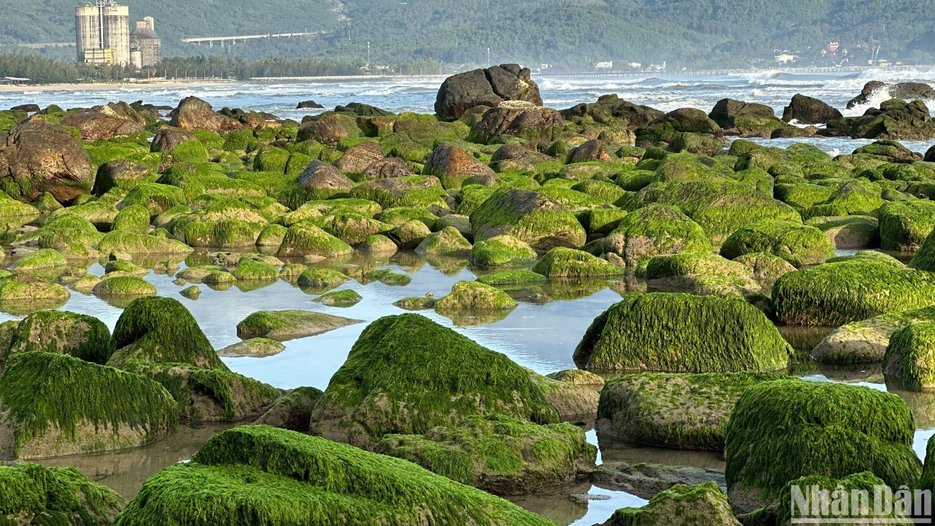 Mùa rêu Nam Ô có từ Tết cho đến trước mùa hè, nhưng riêng rong biển có nhiều vào mùa xuân. (Ảnh: ANH ĐÀO)