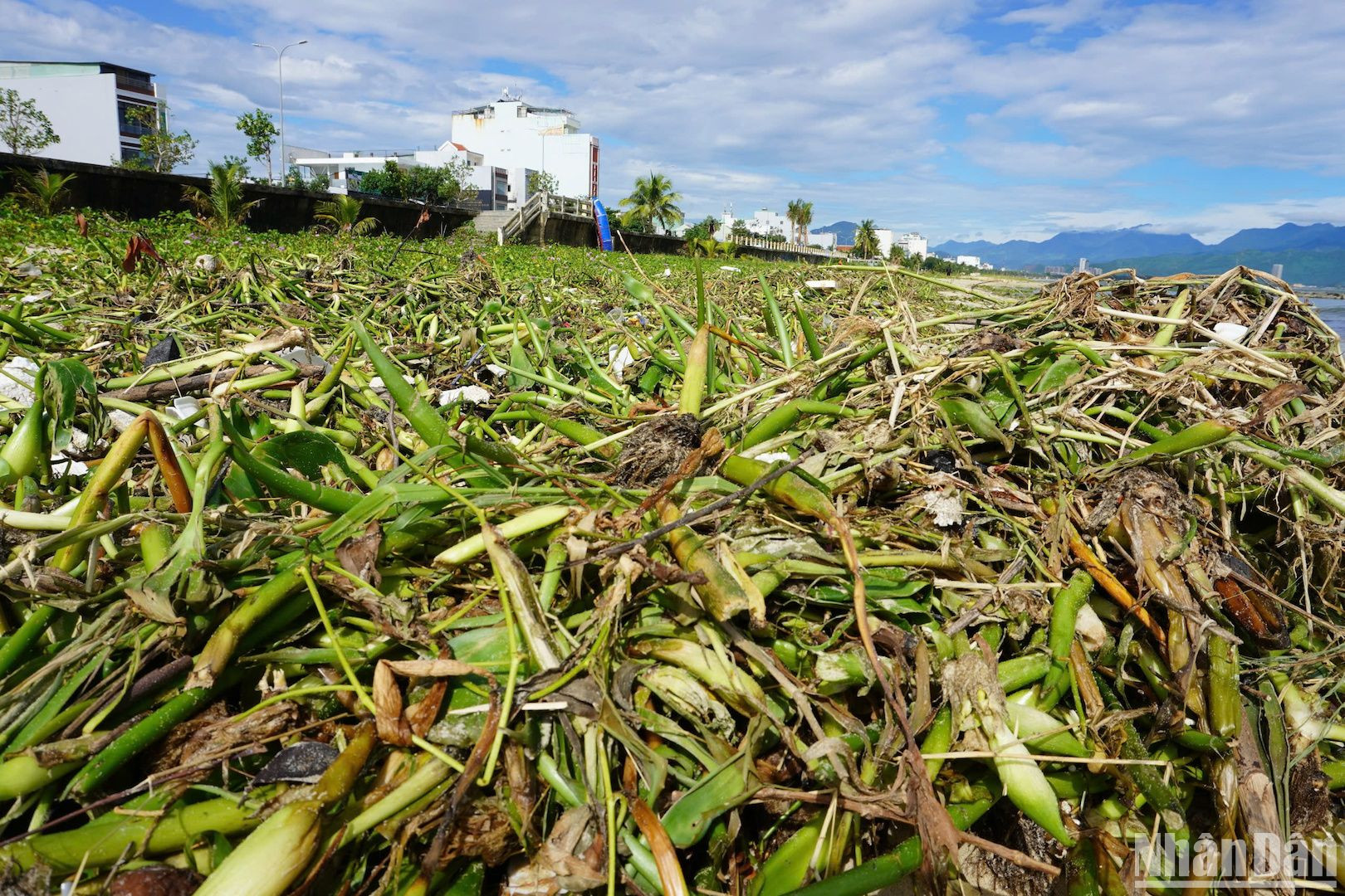 Các loại rác tấp vào bờ biển chủ yếu là bèo tây (lục bình), bao nilon...(Ảnhh: ANH ĐÀO)