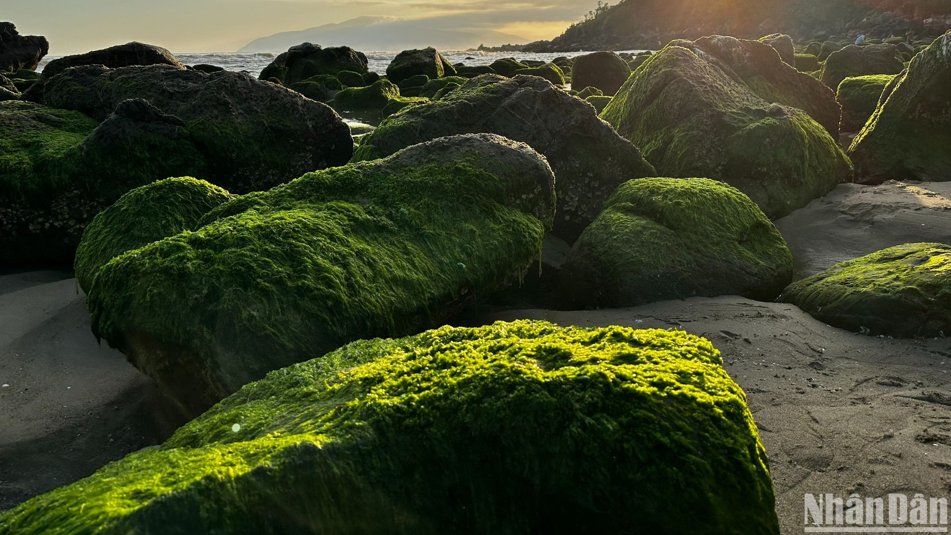 Những mỏm đá phủ đầy rêu xanh, khi thủy triều xuống, sẽ để lộ nhiều những rêu non - là rong biển. (Ảnh: ANH ĐÀO)