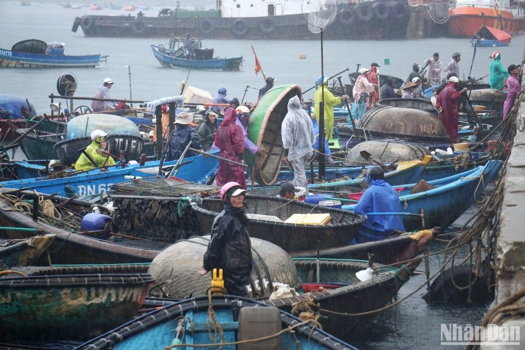 Ngư dân chủ động thực hiện các biện pháp bảo vệ tài sản trước mưa bão. (Ảnh: ANH ĐÀO)