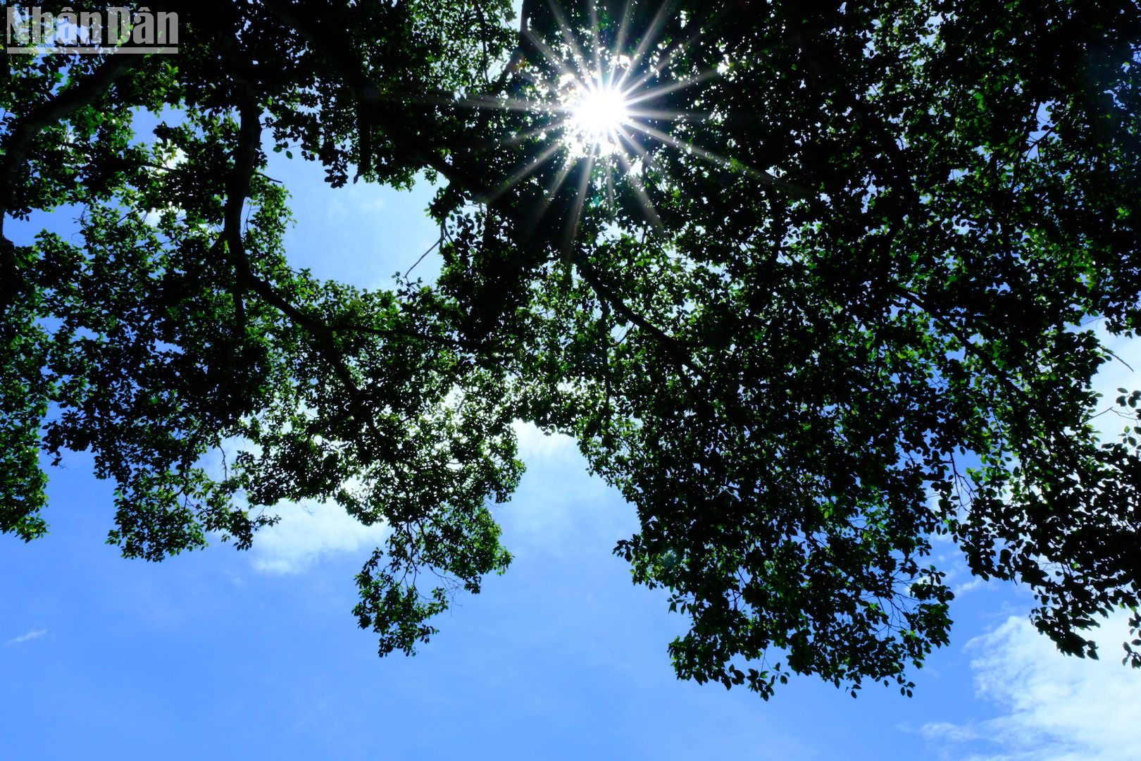 Tán đa hướng về phía biển, với trời xanh. (Ảnh: ANH ĐÀO)