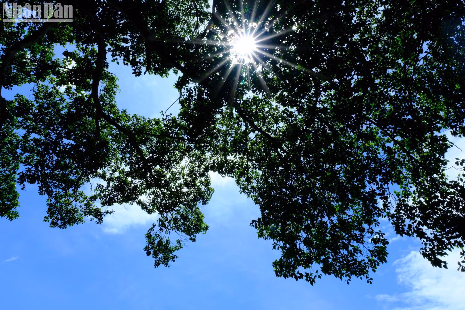 Tán đa hướng về phía biển, với trời xanh. (Ảnh: ANH ĐÀO)